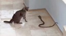 Antalya'da kedi ile yılanın kavgası kamerada