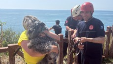 Antalya'da kedi kovalarken falezlerden düşen köpek kurtarıldı