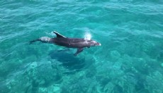 Antalya'da kıyıya yaklaşan yunus tatilcilerin yakınında yüzdü