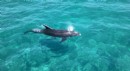 Antalya'da kıyıya yaklaşan yunus tatilcilerin yakınında yüzdü