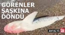 Antalya'da köpek balığı ölüsü kıyıya vurdu