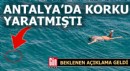 Antalya'da korku ve paniğe neden olan denizanaları hakkında beklenen açıklama