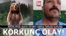 Antalya'da korkunç olay! Ayının elinden dakika farkıyla kurtuldu