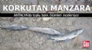 Antalya'da korkutan manzara! Toplu balık ölümleri inceleniyor
