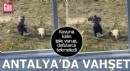 Antalya'da koyuna kalın iple vurup, defalarca tekmeledi