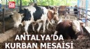 Antalya'da kurbanlık pazarında bayram yoğunluğu