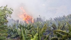 Antalya'da muz bahçeleri ve makilik alan yandı