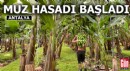 Antalya'da muz sezonu; hasat başladı