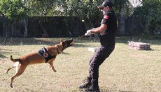 Antalya'da narkotik köpeklerinin sıra dışı eğitimi