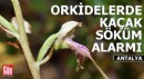 Antalya'da orkidelerde kaçak söküm alarmı
