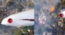 Antalya'da orman yangını