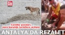 Antalya'da para karşılığı rezalet!