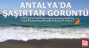 Antalya'da şaşırtan görüntü! 500 metrelik boru kıyıya vurdu