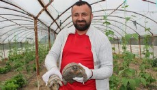 Antalya'da serasına kaplumbağa dadandı