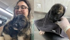 Antalya'da su kanalında mahsur kalan 2 köpek kurtarıldı