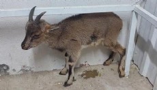 Antalya'da yaban keçisi tedaviye alındı