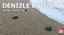 Antalya'da yavru caretta sezonu başladı
