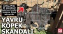 Antalya'da yavru köpek skandalı!