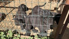Antalya'da yavru köpeklerin kulaklarını kesen üreticiye ceza