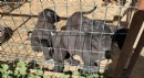 Antalya'da yavru köpeklerin kulaklarını kesen üreticiye ceza