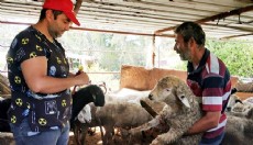 Antalya'da yayla göçü öncesi aşı ve kimliklendirme çalışması