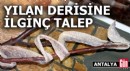 Antalya'da yılan derisine ilginç talep