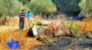 Antalya'da zeytin bahçesi yangında zarar gördü