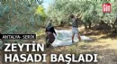 Antalya'da zeytin hasadı başladı