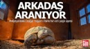Antalya'daki 'Sabi'ye arkadaş aranıyor