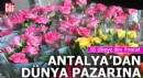 Antalya'dan 16 ülkeye çiçek ihracatı