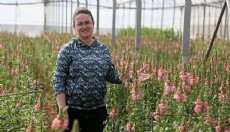 Antalya'dan Avrupa'ya yeni çiçek: Aslanağzı