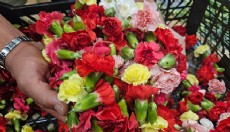 Antalya'dan Yunanistan'a 3 milyon dolarlık karanfil