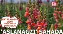 Antalya’dan çiçek ihracatına yeni soluk: Aslanağzı sahada