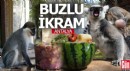 Antalya'nın Doğal Yaşam Parkı'nda buzlu meyve kokteyli