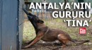 Antalya'nın ilk enkaz arama köpeği ‘Tina’ oldu