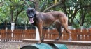 Antalya'nın ilk enkaz arama köpeği ‘Tina’ oldu
