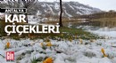Antalya yaylalarında kar çiçekleri