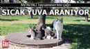Antalyalı hayvanseverlere çağrı: Sıcak yuva aranıyor