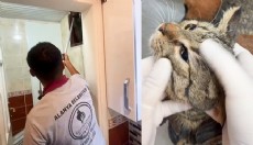 Apartmanın havalandırma bacasına düşen kedi kurtarıldı