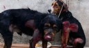 Araç arkasında sürüklenen 2 köpek, Antalya'da tedaviye alındı