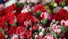 Avrupa ve sevgili için Antalya karanfili