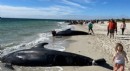 Avustralya’da 100’den fazla balina kıyıya vurdu, 29’u öldü