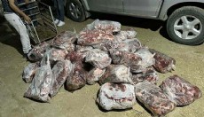 Aydın’da 1 ton kesilmiş domuz eti ele geçirildi