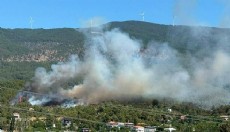 Aydın'da orman yangını