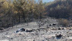 Aydın’daki orman yangını 3'üncü gününde