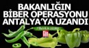 Bakanlığın 'Biber' operasyonu Antalya'ya uzandı