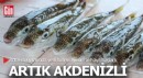 Balon balığı artık Akdenizli...
