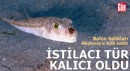 Balon balıkları Akdeniz'e kök saldı