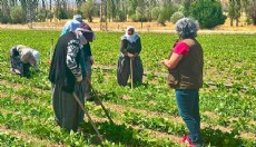 Barbunya üretim alanlarında bilgilendirme