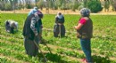 Barbunya üretim alanlarında bilgilendirme